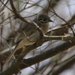 Caligavis chrysops at Stranger Pond - 10 Nov 2023 01:35 PM