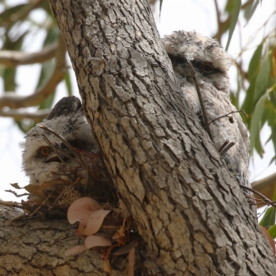 Podargus strigoides (Tawny Frogmouth) at Bonython, ACT - 10 Nov 2023 by RodDeb