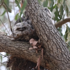 Podargus strigoides at Bonython, ACT - 10 Nov 2023