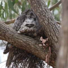 Podargus strigoides at Bonython, ACT - 10 Nov 2023