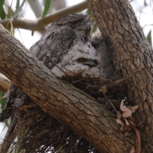 Podargus strigoides at Bonython, ACT - suppressed