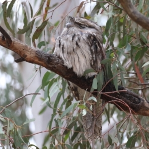 Podargus strigoides at Bonython, ACT - 10 Nov 2023