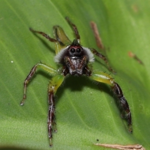 Mopsus mormon at Brisbane City Botanic Gardens - 8 Nov 2023 01:25 PM