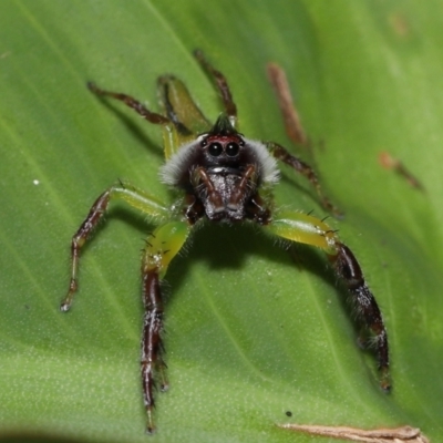 Mopsus mormon (Green Jumping Spider) at Brisbane City Botanic Gardens - 8 Nov 2023 by TimL