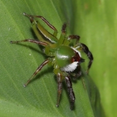 Mopsus mormon at Brisbane City Botanic Gardens - 8 Nov 2023