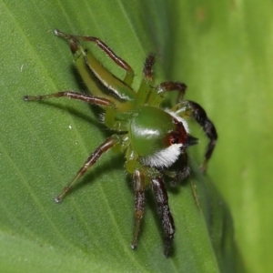 Mopsus mormon at Brisbane City Botanic Gardens - 8 Nov 2023