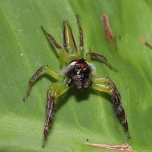 Mopsus mormon at Brisbane City Botanic Gardens - 8 Nov 2023 01:25 PM