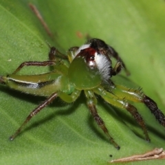 Mopsus mormon at Brisbane City Botanic Gardens - 8 Nov 2023 01:25 PM