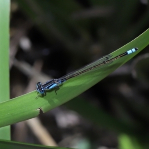 Ischnura heterosticta at Brisbane City Botanic Gardens - 8 Nov 2023 01:23 PM