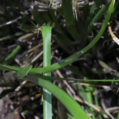 Ischnura heterosticta at Brisbane City Botanic Gardens - 8 Nov 2023 01:23 PM