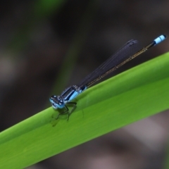 Ischnura heterosticta at Brisbane City Botanic Gardens - 8 Nov 2023 01:23 PM