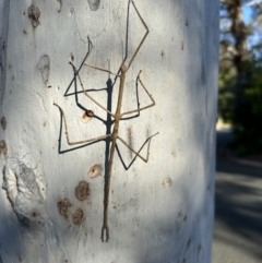 Ctenomorpha marginipennis (Margin-winged stick insect) at Duffy, ACT - 10 Nov 2023 by emptysea