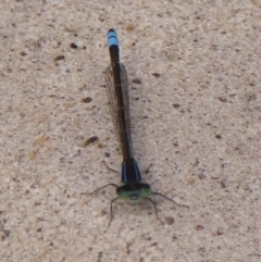 Ischnura heterosticta at Wingecarribee Local Government Area - 7 Nov 2023 by Curiosity