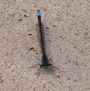 Ischnura heterosticta at Bundanoon - 8 Nov 2023 09:18 AM