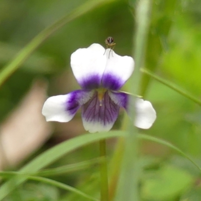 Viola sp. (Violet) at Bundanoon - 8 Nov 2023 by Curiosity