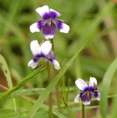 Viola sp. at Wingecarribee Local Government Area - 8 Nov 2023