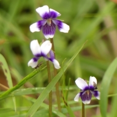 Viola sp. at Wingecarribee Local Government Area - 8 Nov 2023 11:10 AM