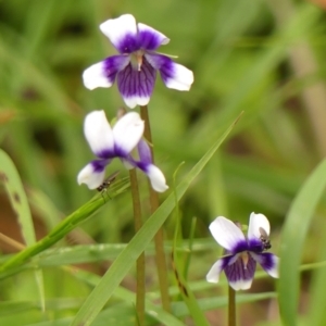 Viola sp. at Wingecarribee Local Government Area - 8 Nov 2023