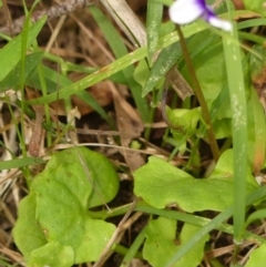 Viola sp. at Wingecarribee Local Government Area - 8 Nov 2023