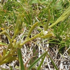 Thesium australe (Austral Toadflax) at Hereford Hall, NSW - 10 Nov 2023 by gregbaines