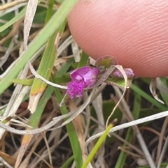 Polygala japonica (Dwarf Milkwort) at QPRC LGA - 10 Nov 2023 by gregbaines