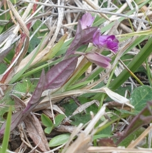 Polygala japonica at suppressed - 10 Nov 2023