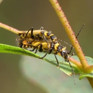 Chauliognathus imperialis at Wingecarribee Local Government Area - 8 Nov 2023