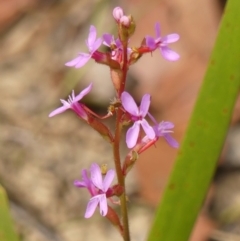 Stylidium graminifolium (Grass Triggerplant) at Bundanoon - 7 Nov 2023 by Curiosity