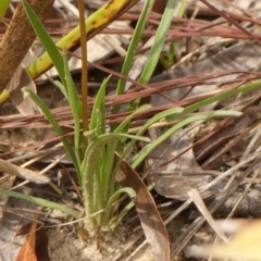 Stylidium graminifolium at Wingecarribee Local Government Area - 8 Nov 2023