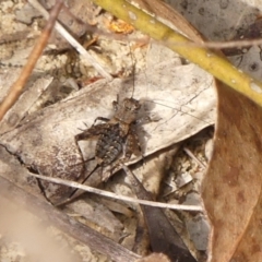 Bobilla sp. (genus) (A Small field cricket) at Bundanoon, NSW - 7 Nov 2023 by Curiosity