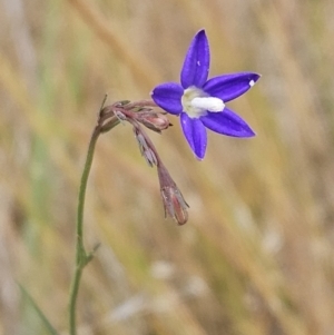 Wahlenbergia gracilenta at The Pinnacle - 5 Nov 2023 02:35 PM