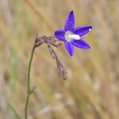 Wahlenbergia gracilenta (Annual Bluebell) at The Pinnacle - 5 Nov 2023 by sangio7