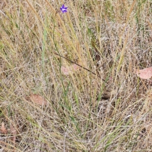 Wahlenbergia gracilenta at The Pinnacle - 5 Nov 2023 02:35 PM