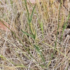 Wahlenbergia gracilenta at The Pinnacle - 5 Nov 2023 02:35 PM