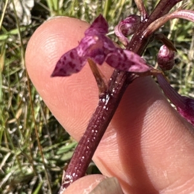 Dipodium punctatum (Blotched Hyacinth Orchid) at Kangaroo Valley, NSW - 10 Nov 2023 by lbradleyKV