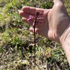 Dipodium punctatum at suppressed - 11 Nov 2023