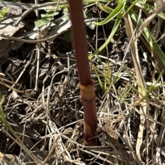 Dipodium punctatum at suppressed - 11 Nov 2023