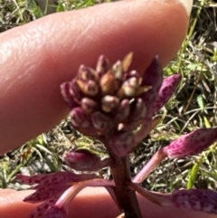 Dipodium punctatum at suppressed - 11 Nov 2023