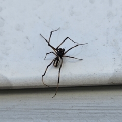 Unverified Spider at Denman Prospect, ACT - 11 Nov 2023 by AaronClausen