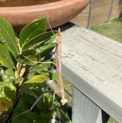 Unidentified Praying mantis (Mantodea) at Conder, ACT - 10 Nov 2023 by Ouzodog