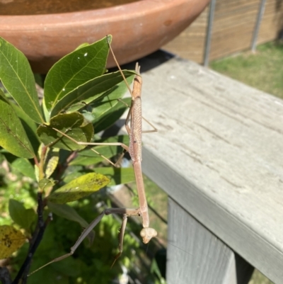 Unidentified Praying mantis (Mantodea) at Conder, ACT - 10 Nov 2023 by Ouzodog