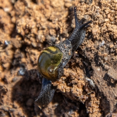 Helicarion cuvieri (A Semi-slug) at Gibraltar Pines - 9 Nov 2023 by SWishart