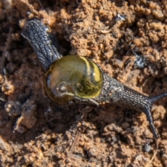 Helicarion cuvieri at Gibraltar Pines - 10 Nov 2023