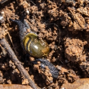 Helicarion cuvieri at Gibraltar Pines - 10 Nov 2023