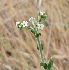 Hackelia suaveolens (Sweet Hounds Tongue) at The Pinnacle - 5 Nov 2023 by sangio7