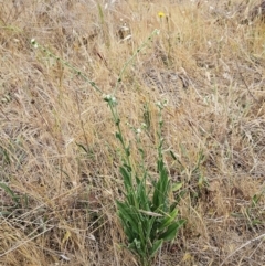 Hackelia suaveolens at The Pinnacle - 5 Nov 2023