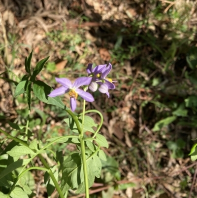 Solanum seaforthianum (Brazilian Nightshade) at Tarrawanna, NSW - 10 Nov 2023 by JohnGiacon