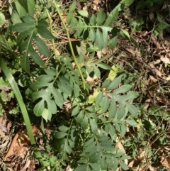 Solanum seaforthianum at Tarrawanna, NSW - 11 Nov 2023