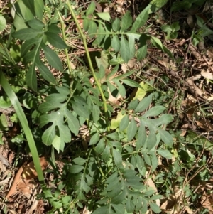 Solanum seaforthianum at Tarrawanna, NSW - 11 Nov 2023