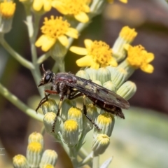 Daptolestes limbipennis at Canberra Central, ACT - 9 Nov 2023 by Roger